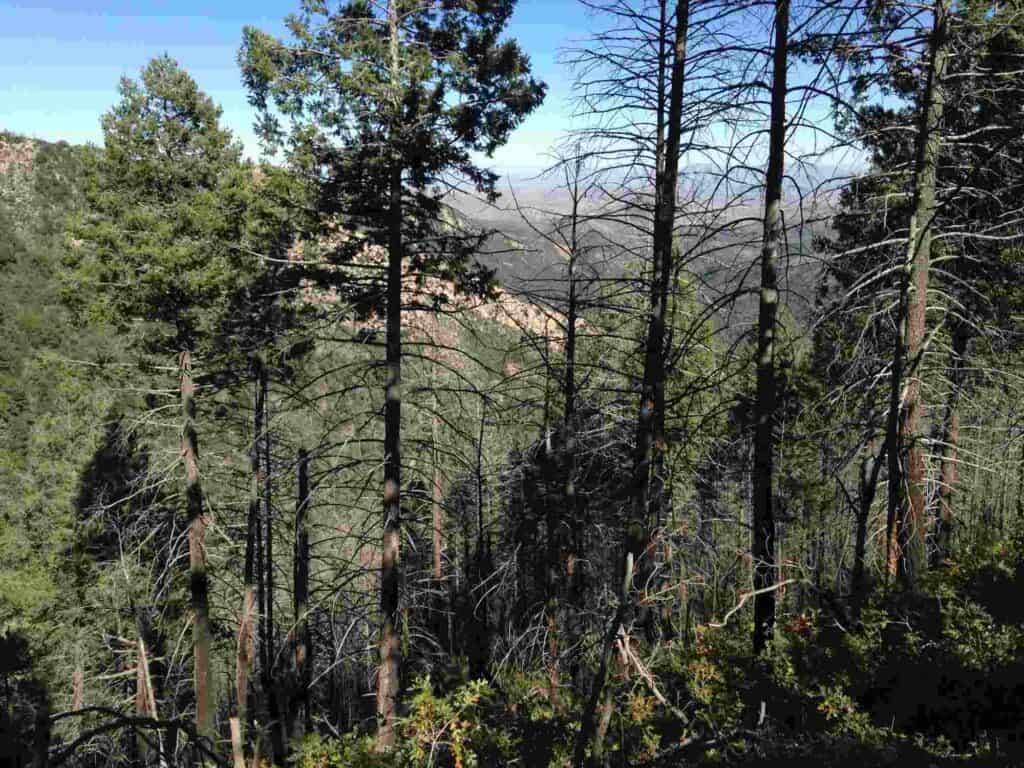 along the hiking trail near Emory Pass in the Gila Wilderness