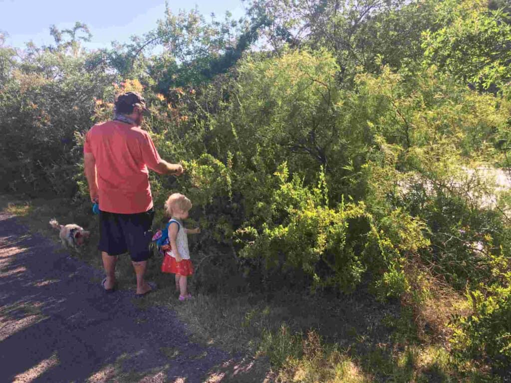 picking wild river goji on the Fish Hatchery walking trail