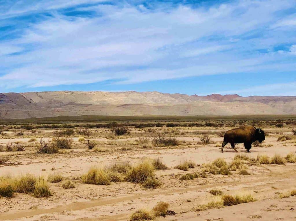 bison on the armendaris ranch sierra county new mexico