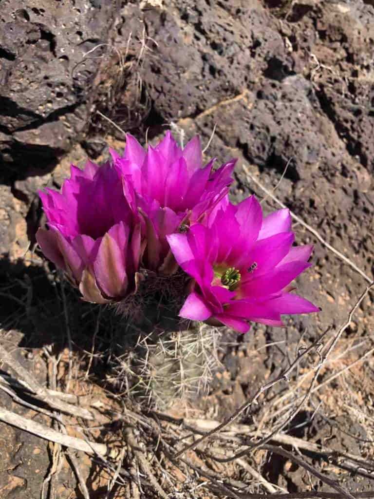 desert flower on ted turners armendaris ranch