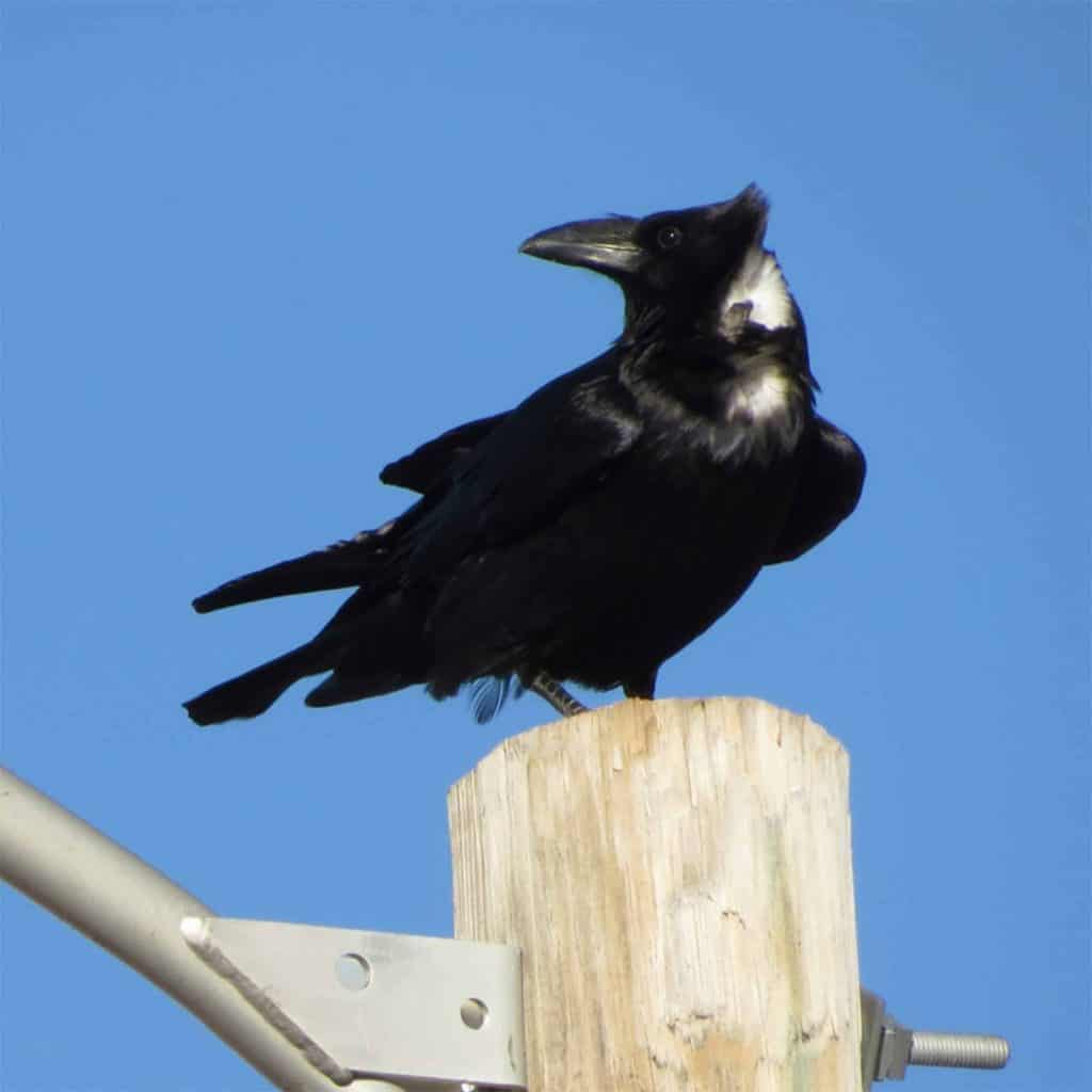 chihuahua raven