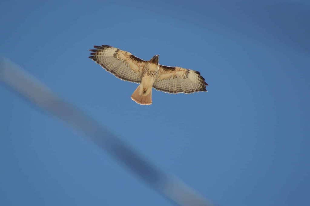 red tailed hawk