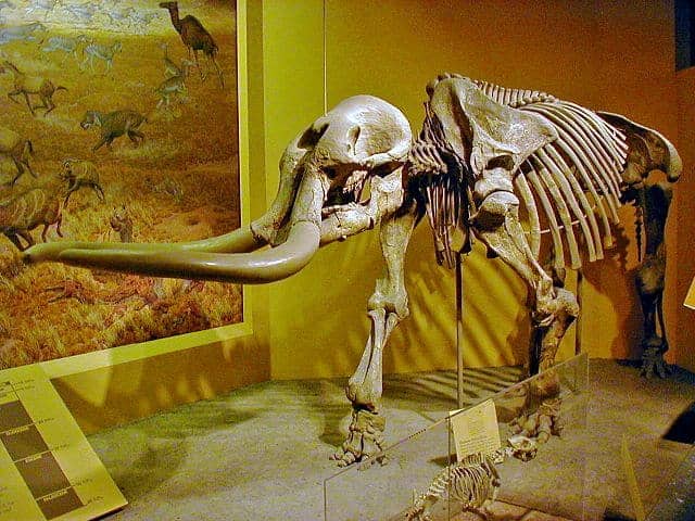 stegomastodon mirificus smithsonian