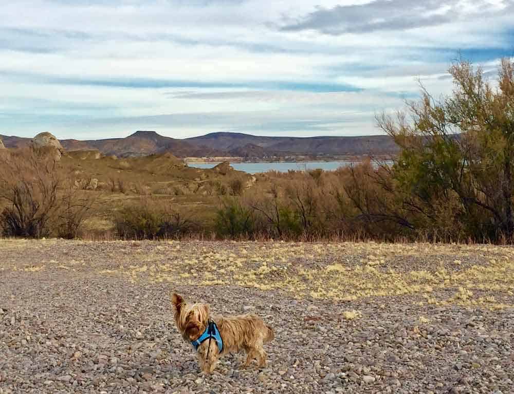 dog on the trail at three sisters