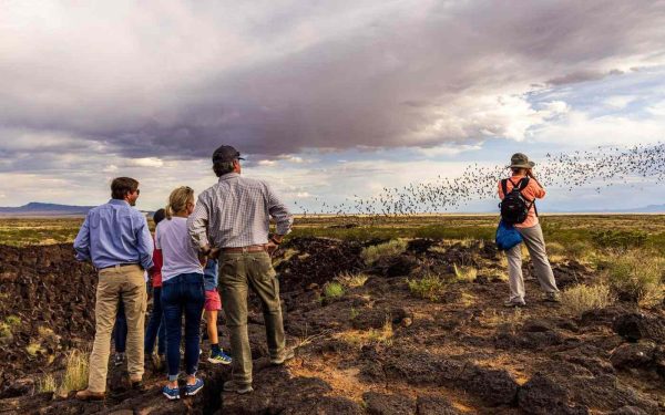 armendaris ranch bat tour