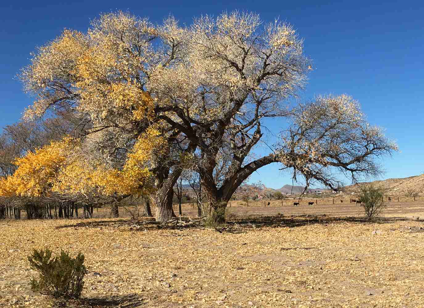 las placitas new mexico