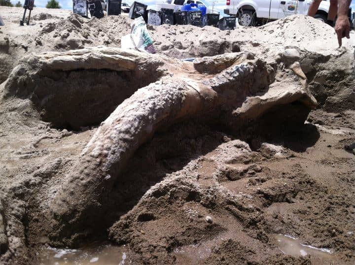 stegomastodon skeleton at elephant butte lake