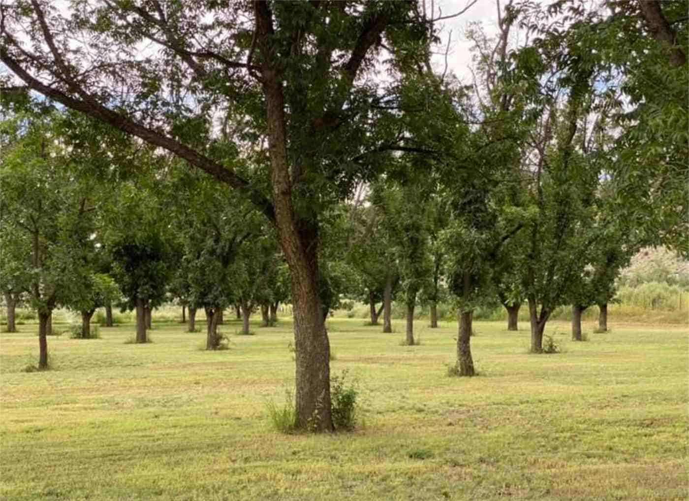 gants family orchard in fair weather