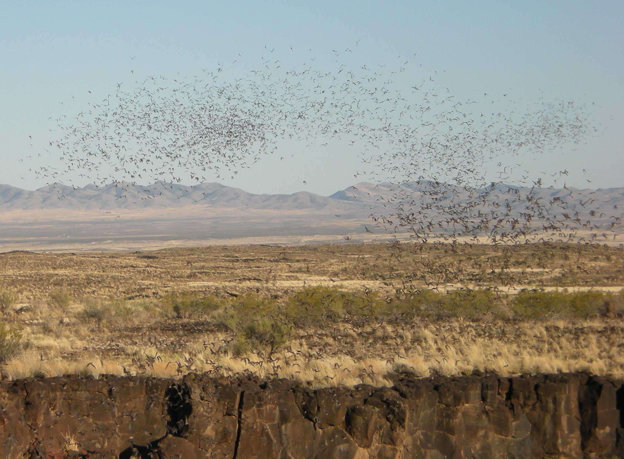 Bats & Brews - Turner Tours, Sierra Grande and T or C Brewing